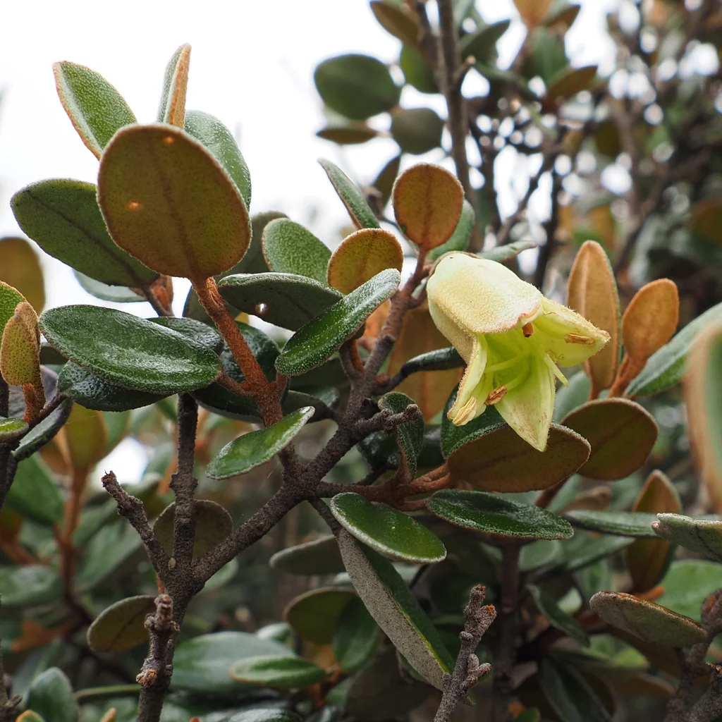 Correa Backhouseana