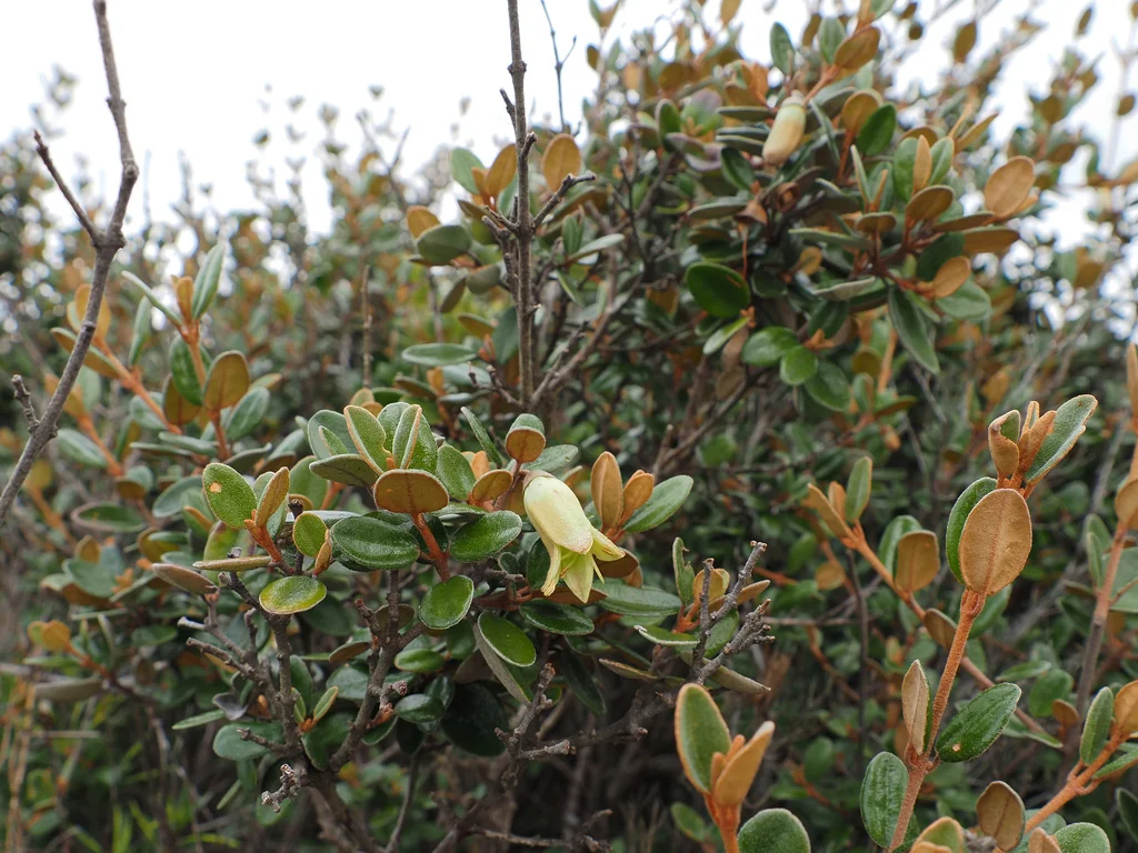 Correa Backhouseana