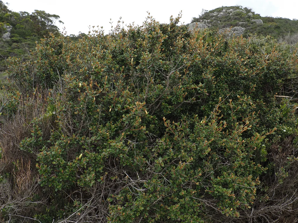 Correa Backhouseana