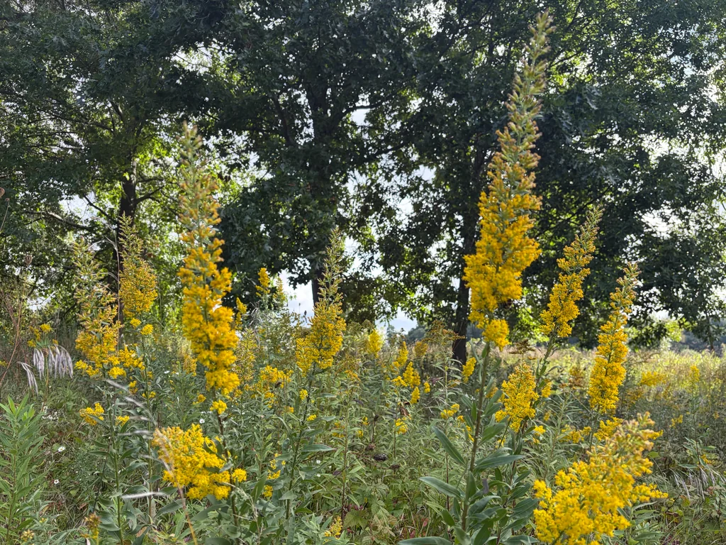 Solidago Speciosa