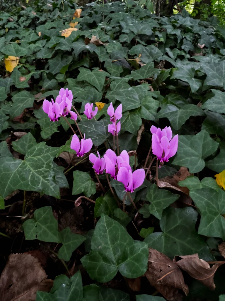 Cyclamen Hederifolium