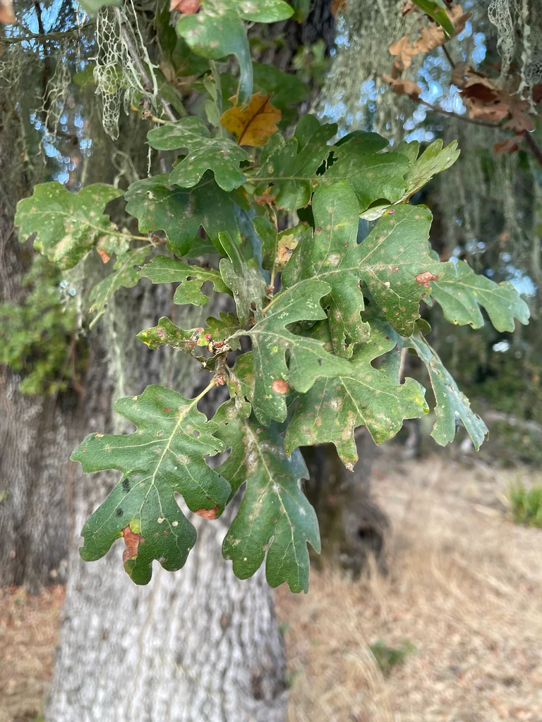 Quercus Lobata