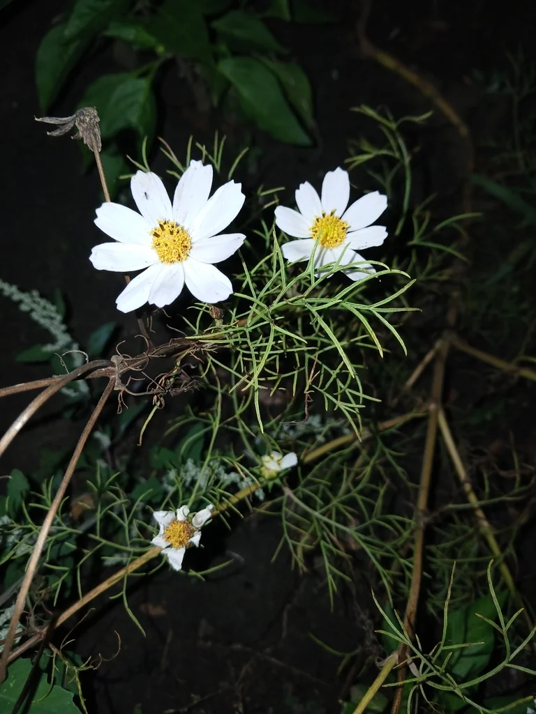 Cosmos Bipinnatus