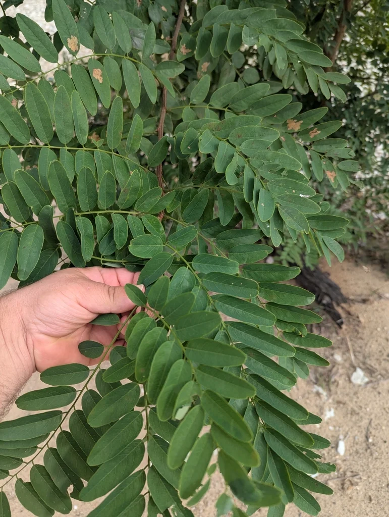 Robinia Pseudoacacia