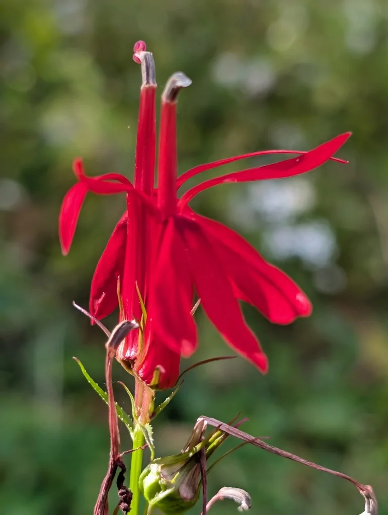 Lobelia Cardinalis