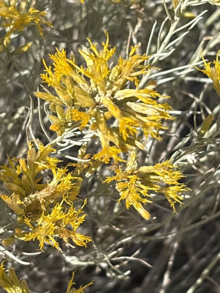 Chrysothamnus Nauseosus