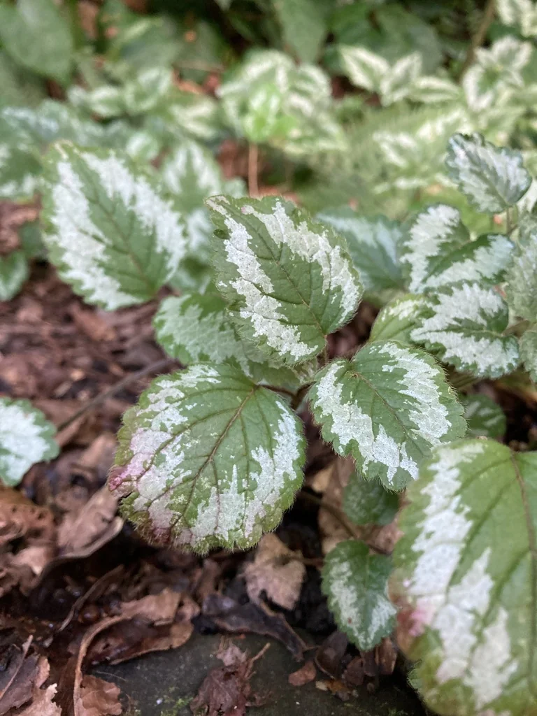 Lamium Galeobdolon