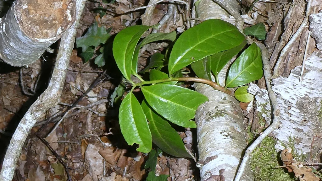 Prunus Laurocerasus