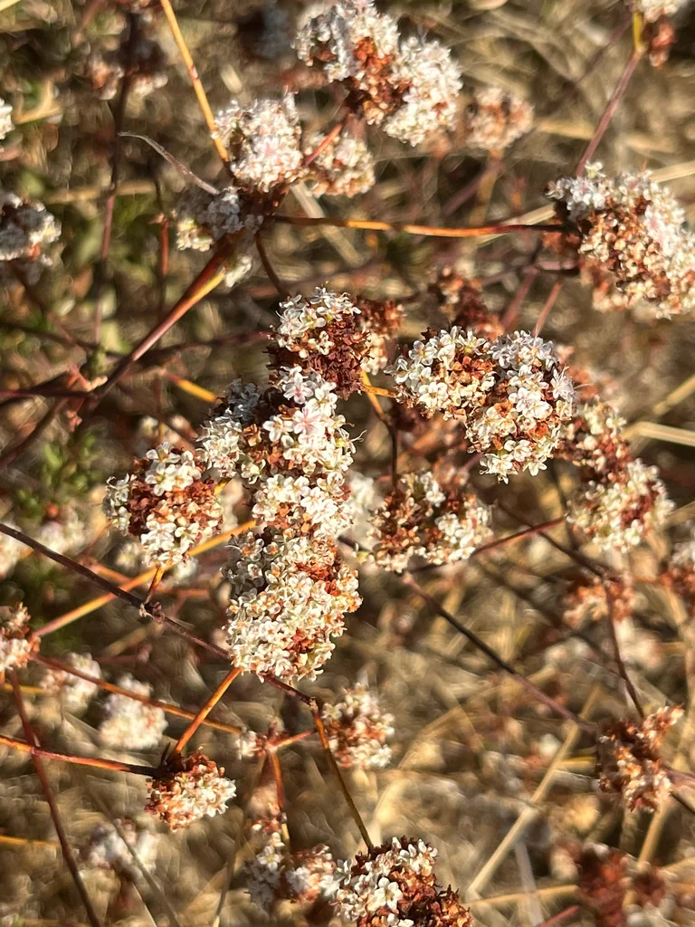 Eriogonum Fasciculatum