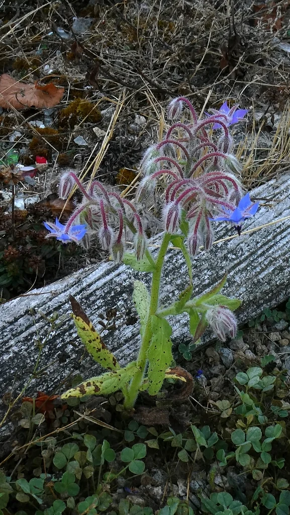 Borago Officinalis