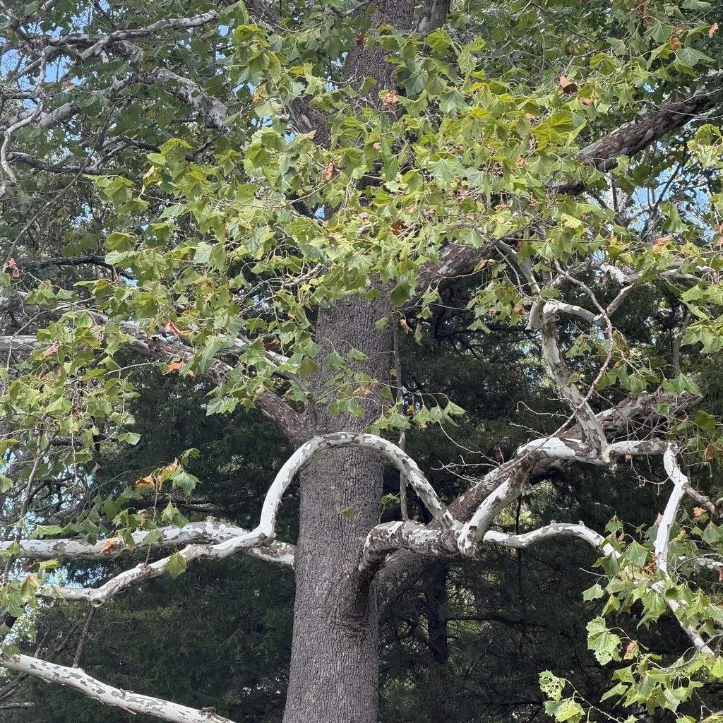 Platanus Occidentalis
