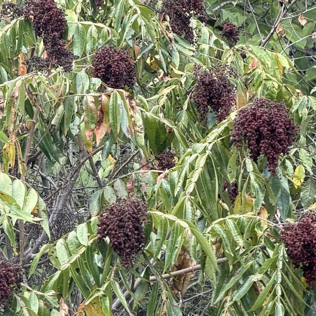 Rhus Copallina