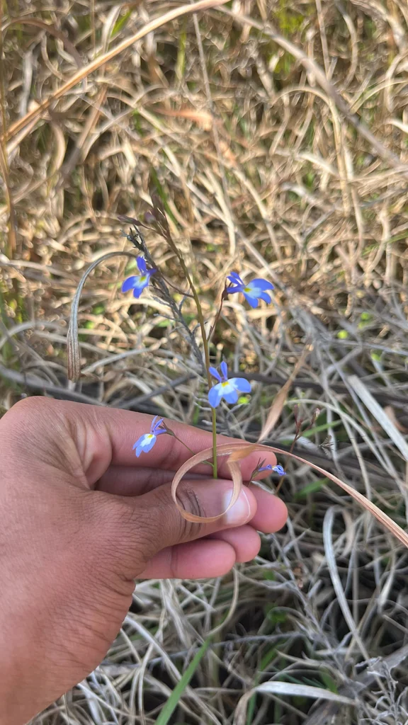 Lobelia erinus