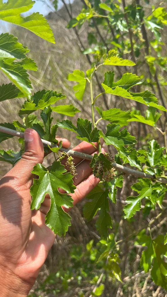 Morus Alba