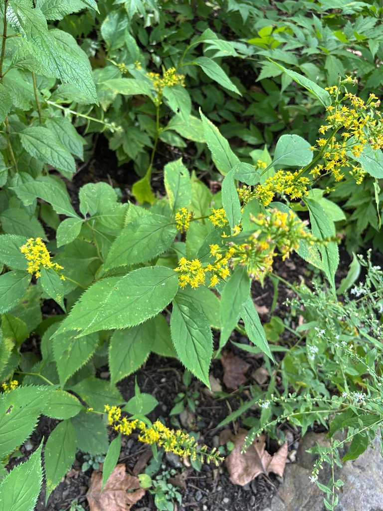Solidago Flexicaulis