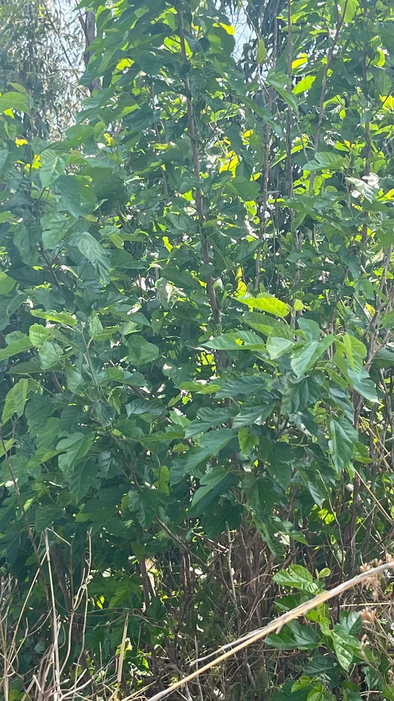 Morus Alba