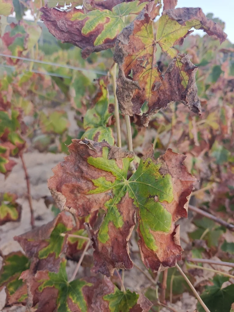 Vitis Vinifera