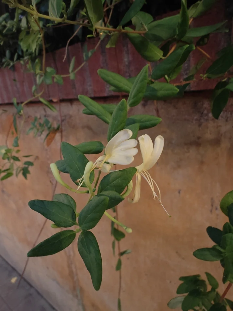 Lonicera Japonica