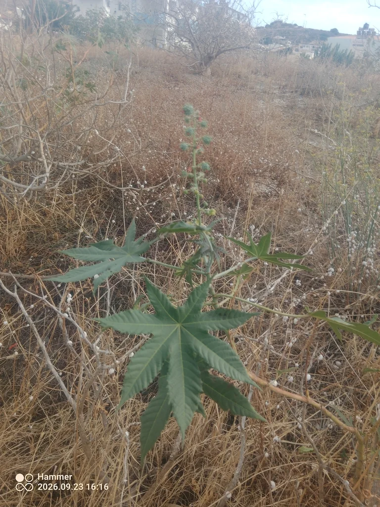 Ricinus Communis