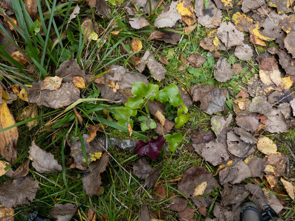 Hepatica Nobilis