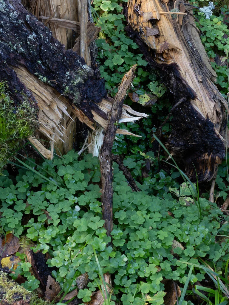 Oxalis Acetosella