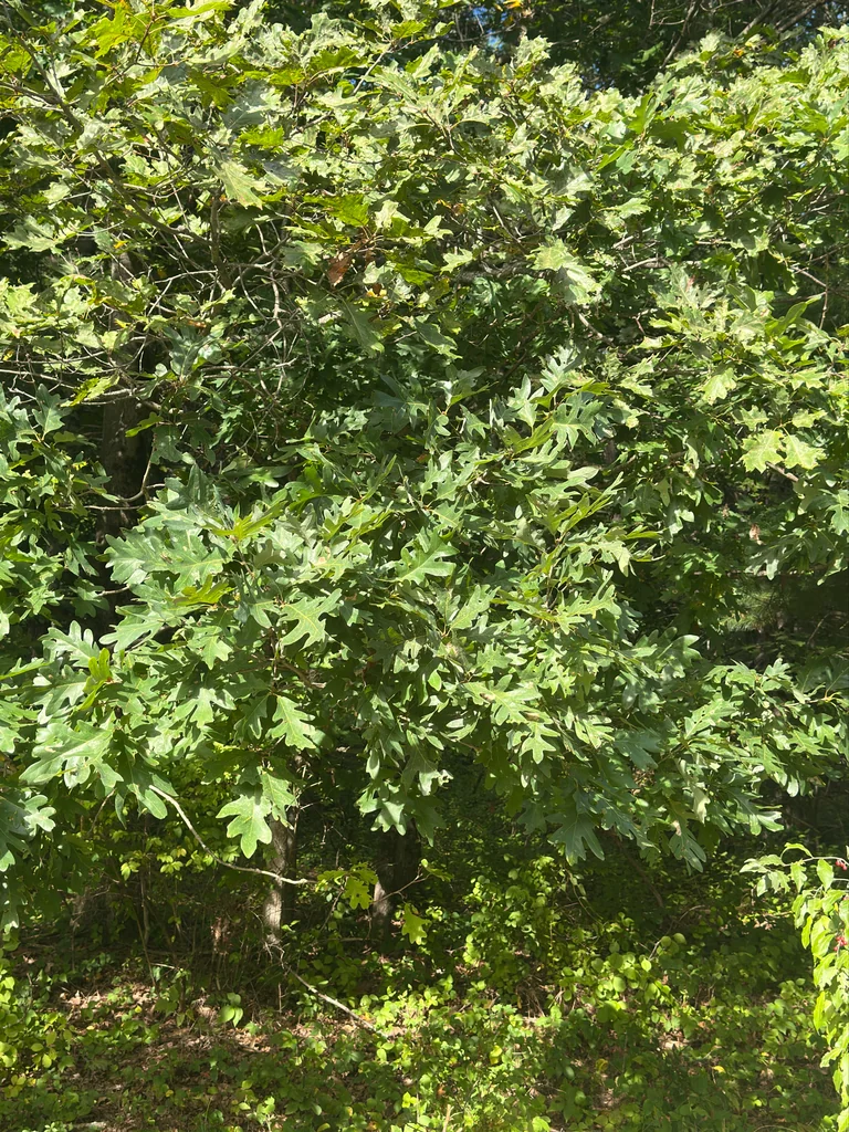 Quercus Alba