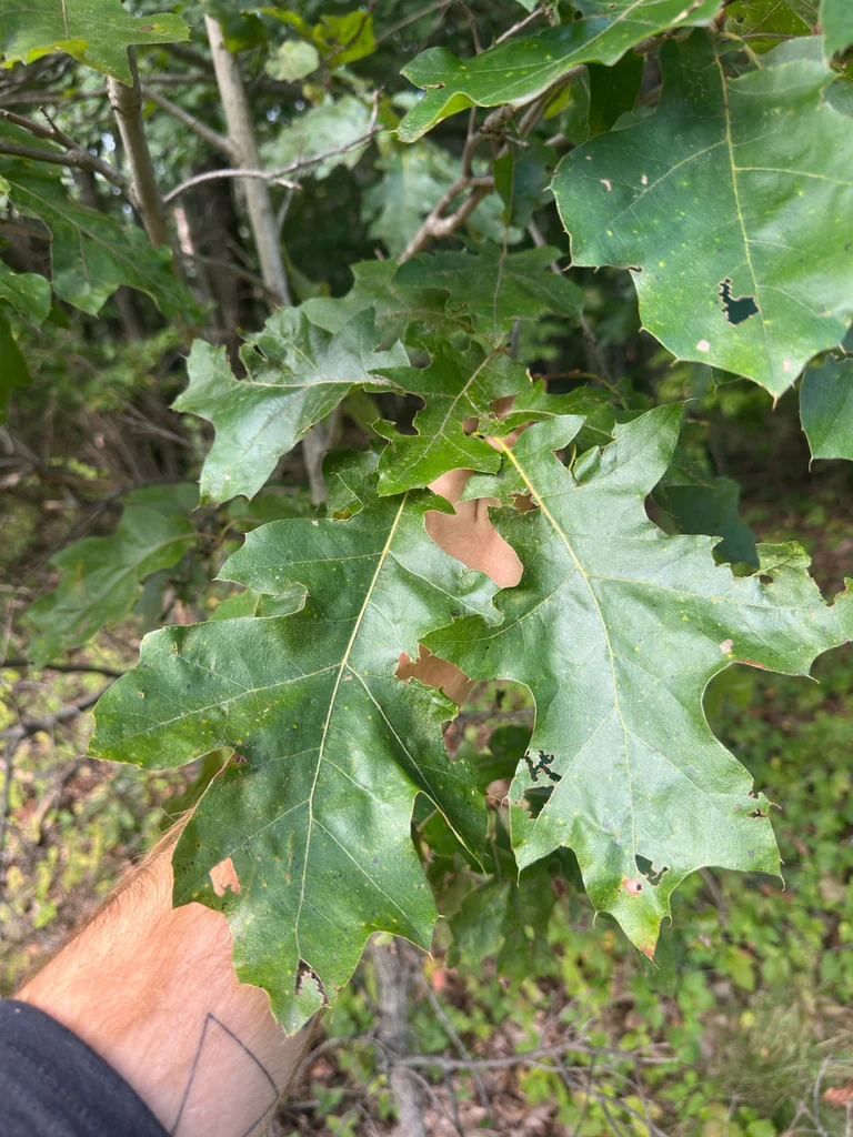 Quercus velutina