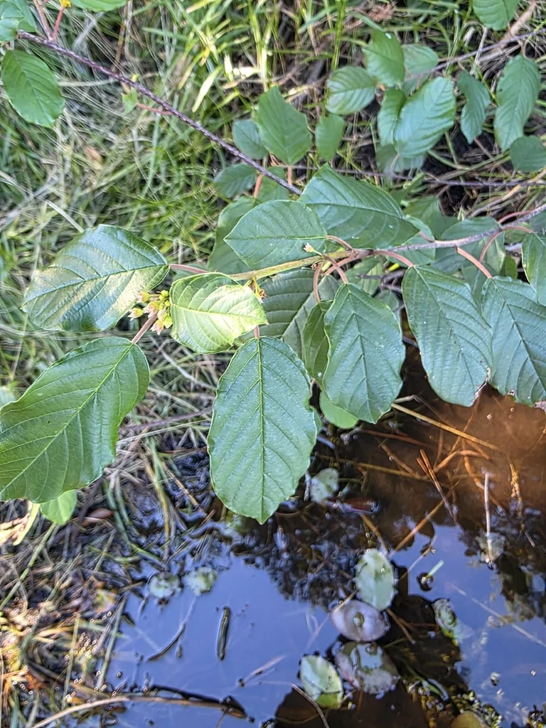 Rhamnus frangula