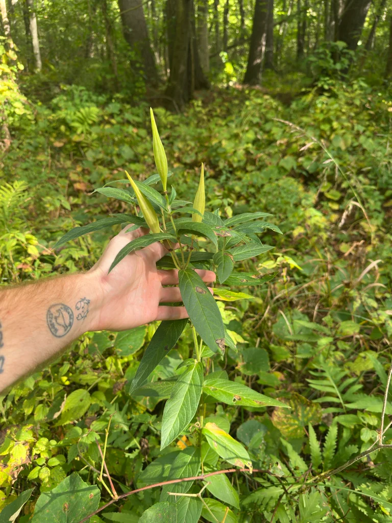 Asclepias Incarnata