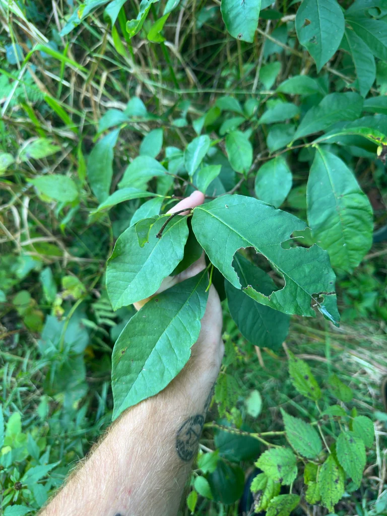 Lindera Benzoin
