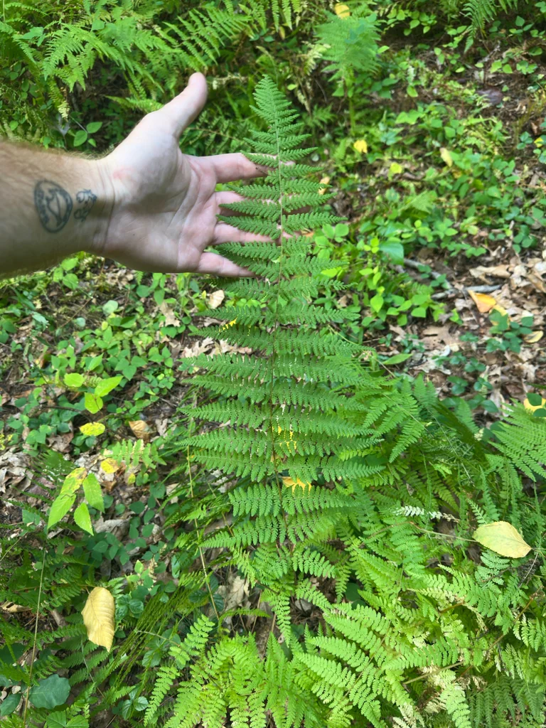 Dennstaedtia Punctiloba