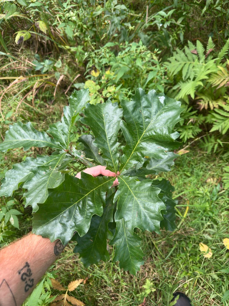 Quercus Lyrata