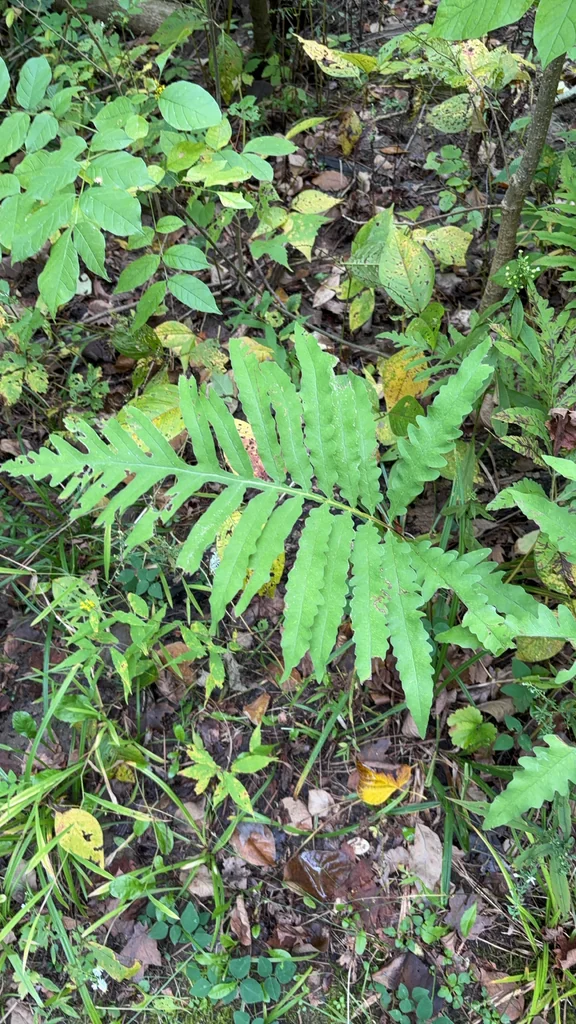 Onoclea Sensibilis