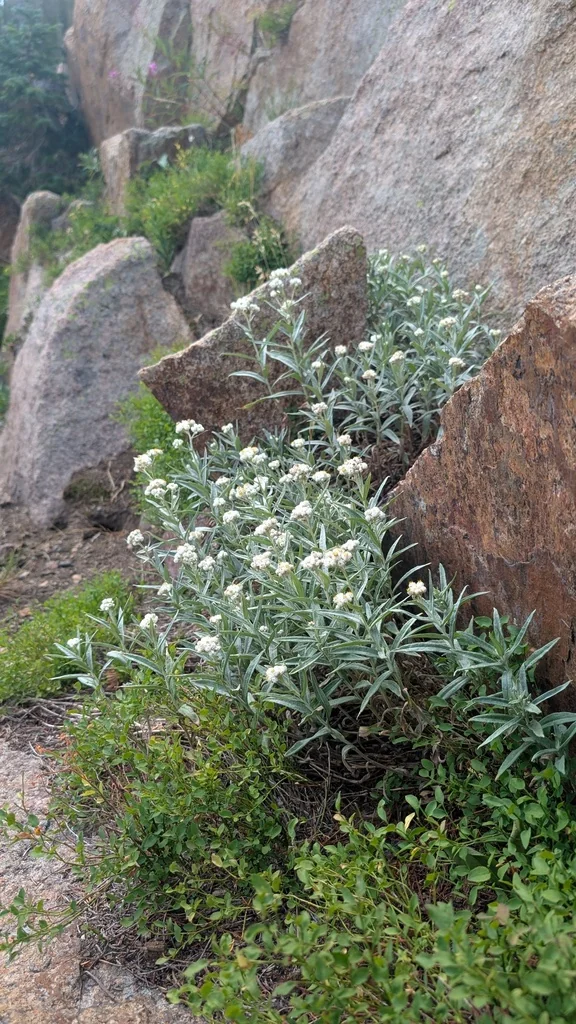 Anaphalis Margaritacea