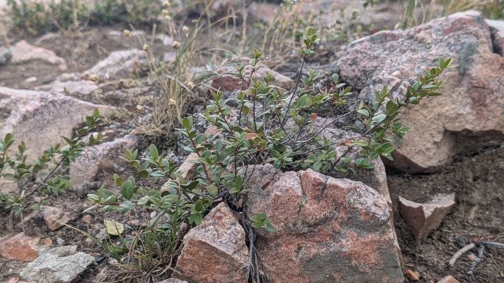 Paxistima Myrsinites