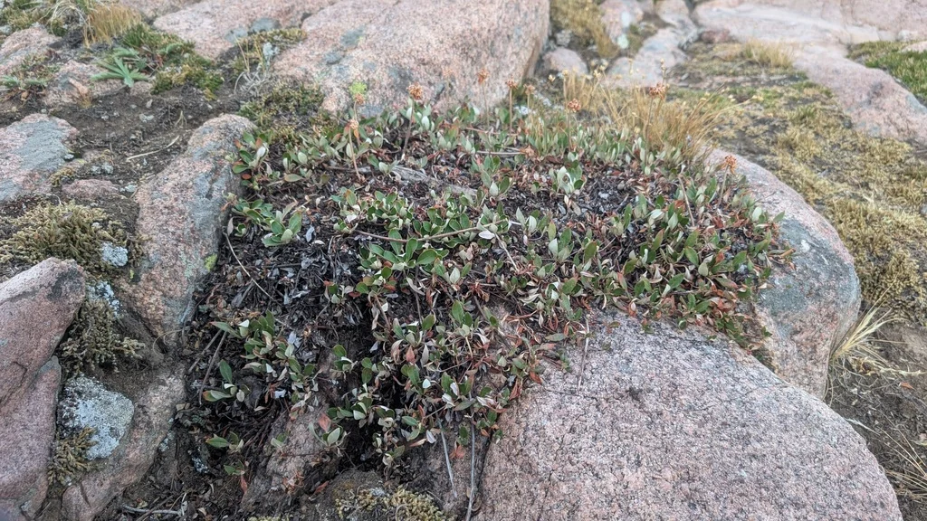 Eriogonum Umbellatum