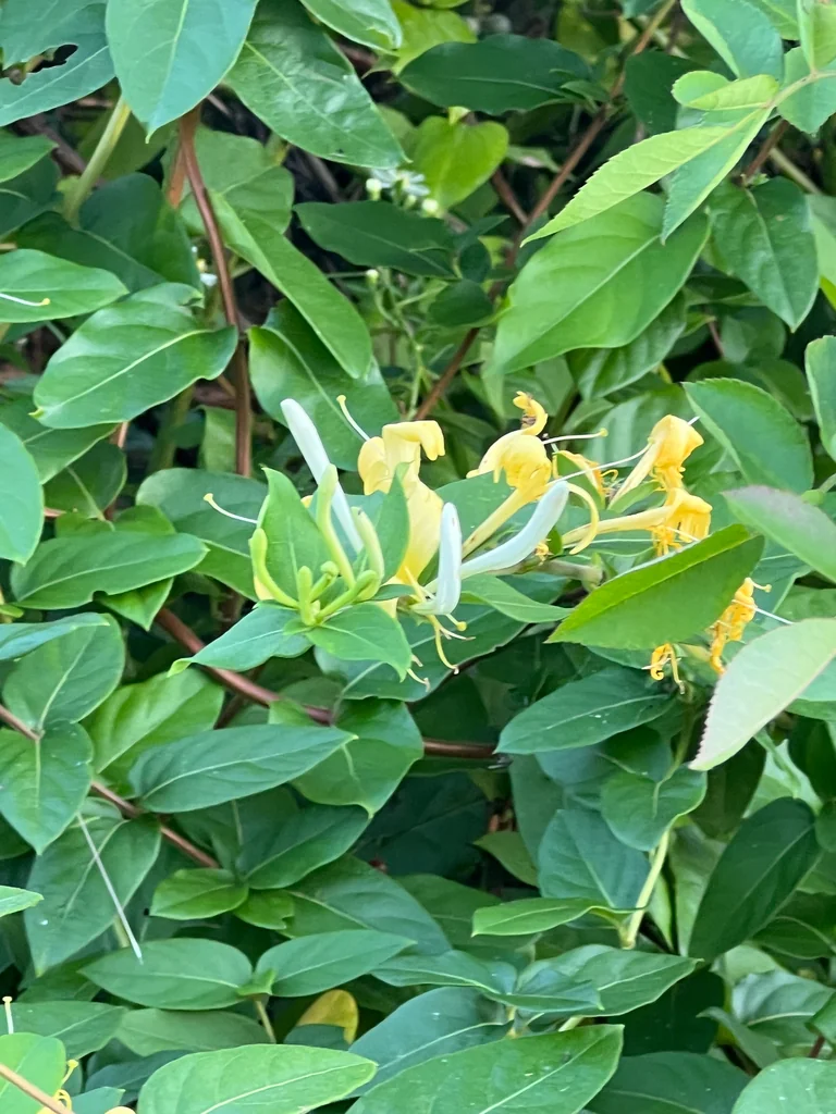 Lonicera Japonica