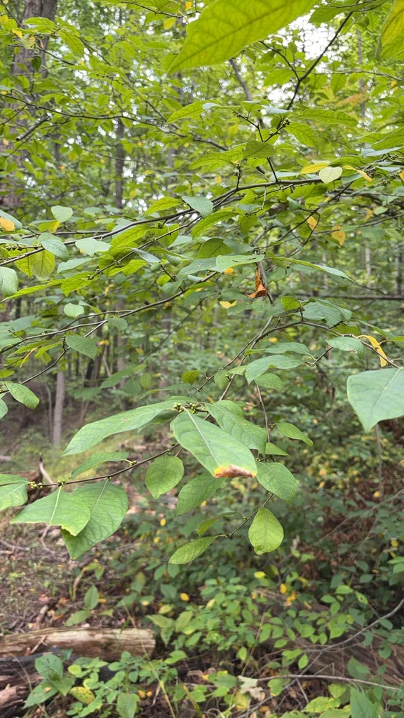 Lindera Benzoin