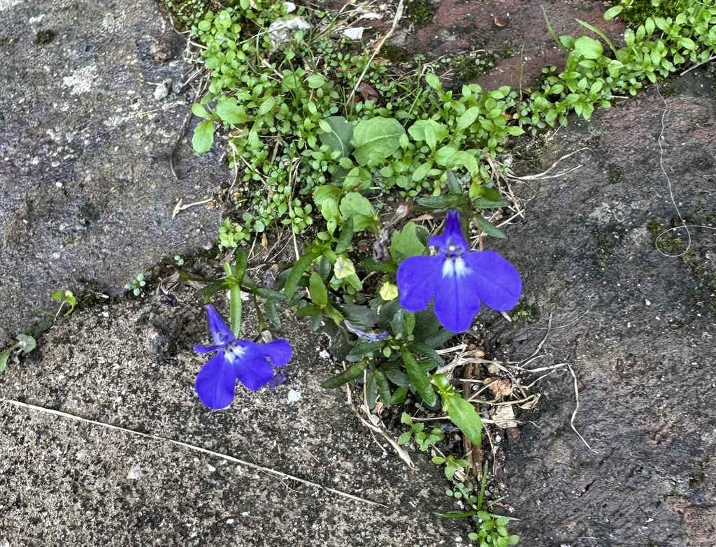 Lobelia erinus