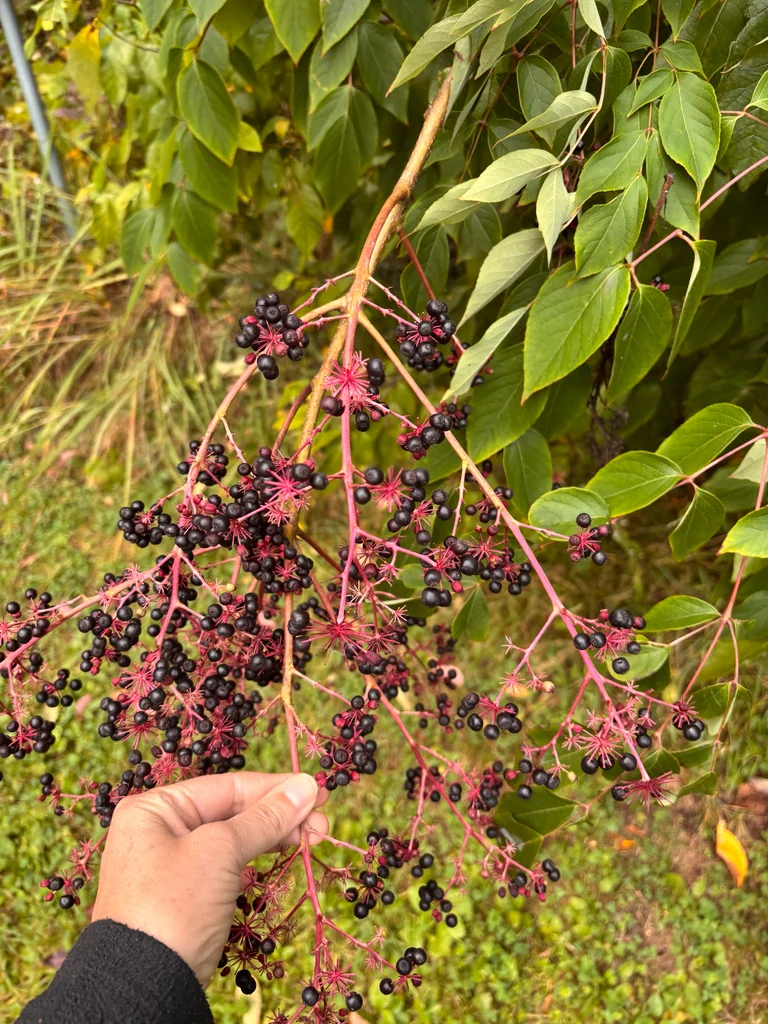 Aralia Spinosa