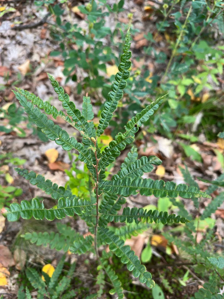 Comptonia Peregrina