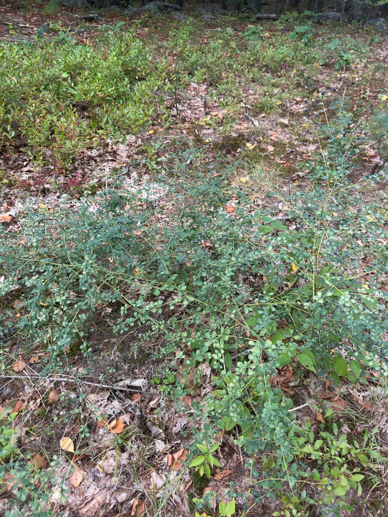 Baptisia Tinctoria
