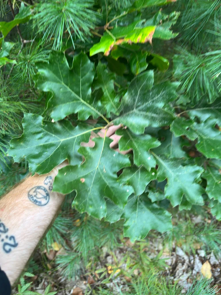 Quercus velutina