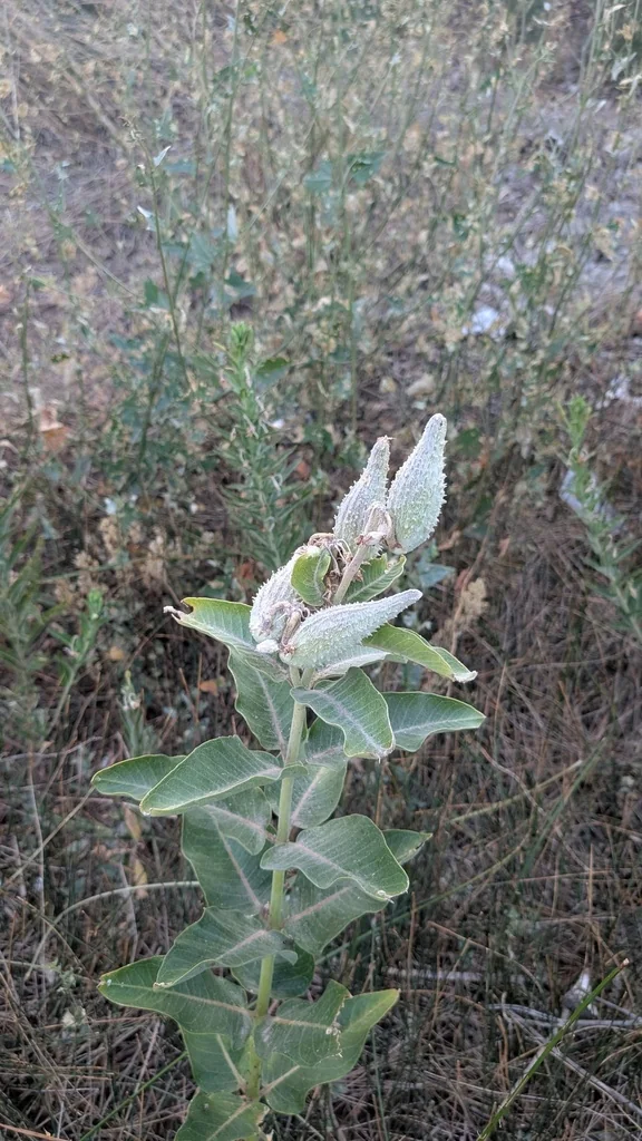 Asclepias Speciosa
