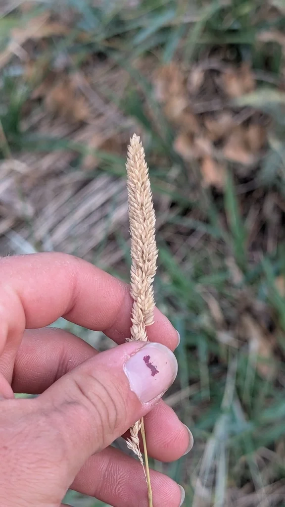 Phalaris Arundinacea Picta