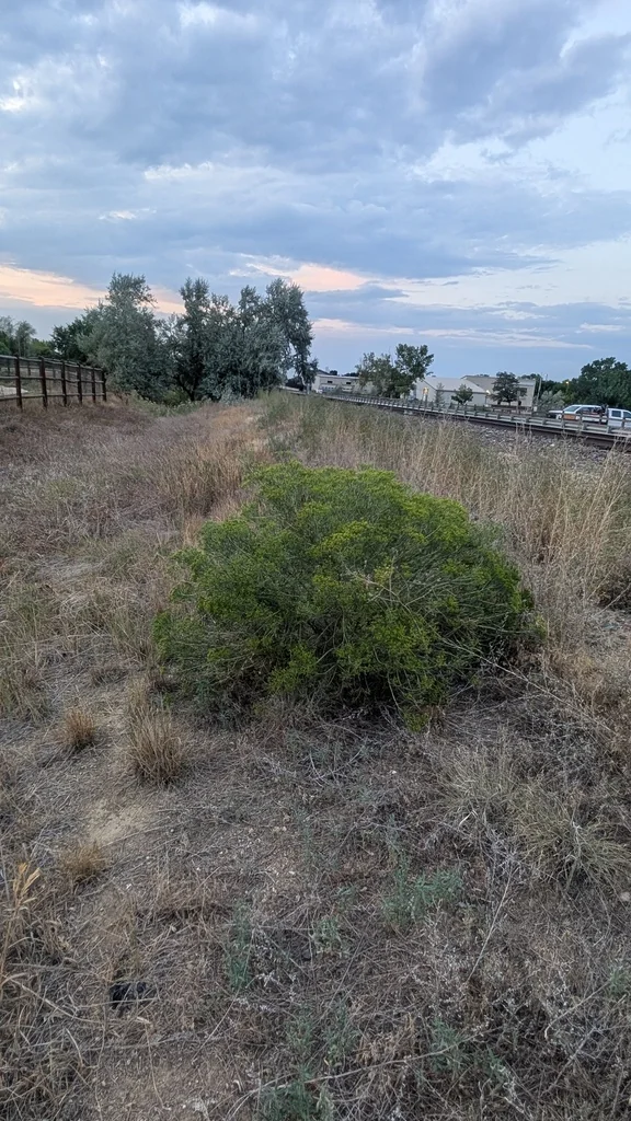 Chrysothamnus Nauseosus