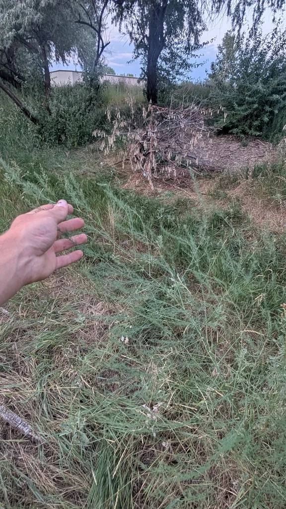 Asparagus Officinalis
