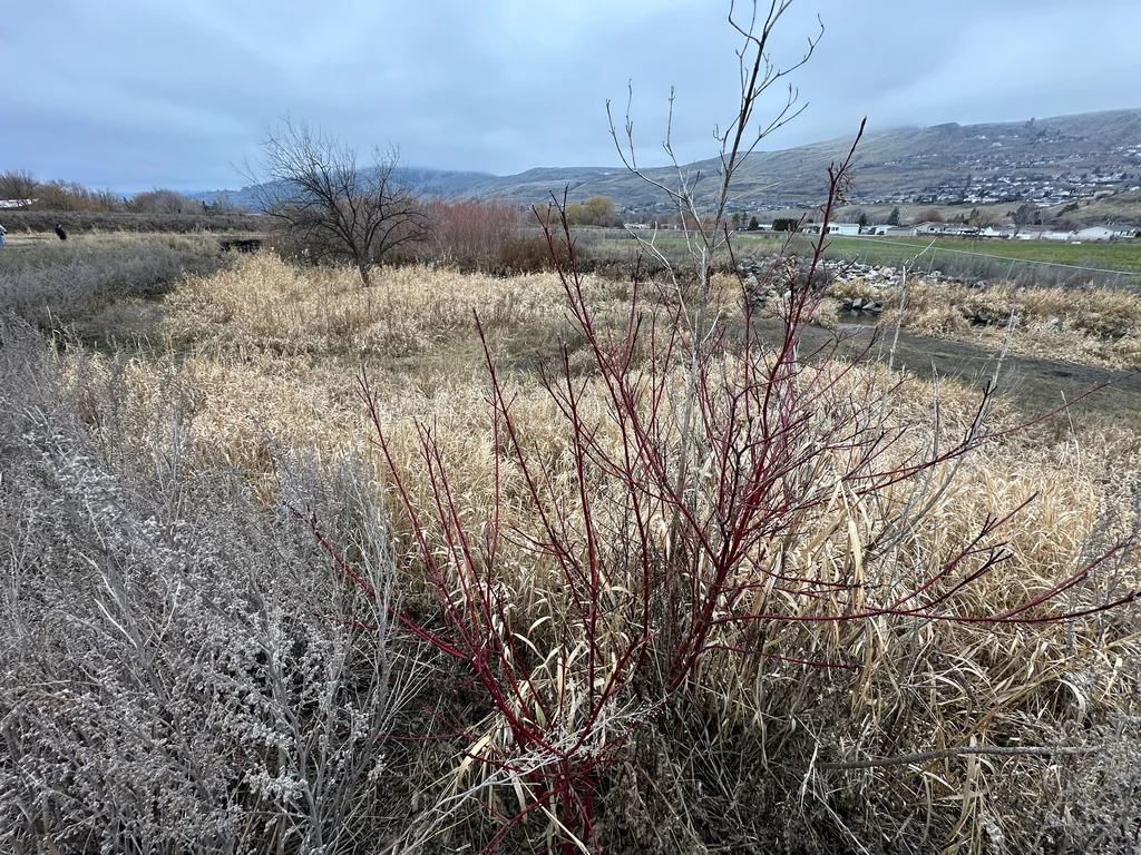Cornus stolonifera