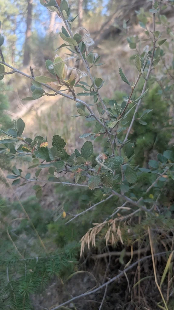 Cercocarpus Montanus