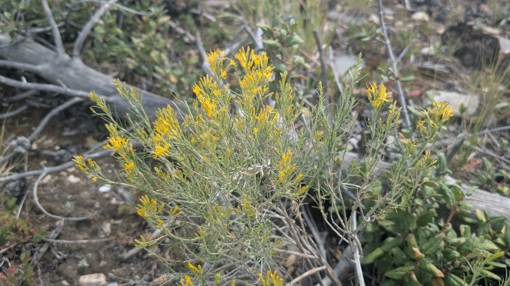 Chrysothamnus Nauseosus